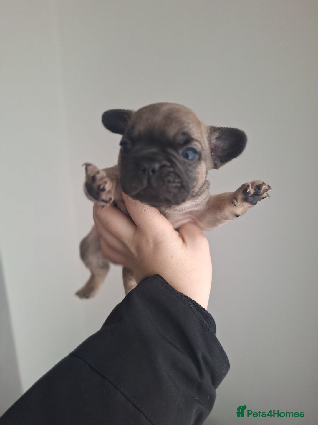 French Bulldog dogs for sale: French bulldog babies  - Advert 18