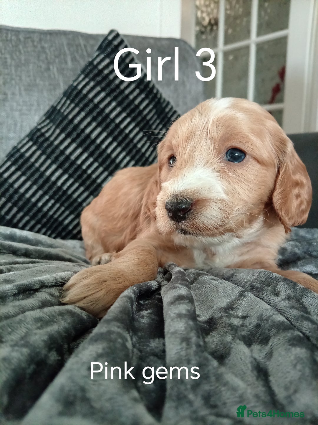 Cockapoo dogs for sale: 8 Beautiful Cockapoos puppies - Advert 25