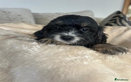 Cockapoo dogs for sale: Adorable F1 cockapoo puppies  - Image 7