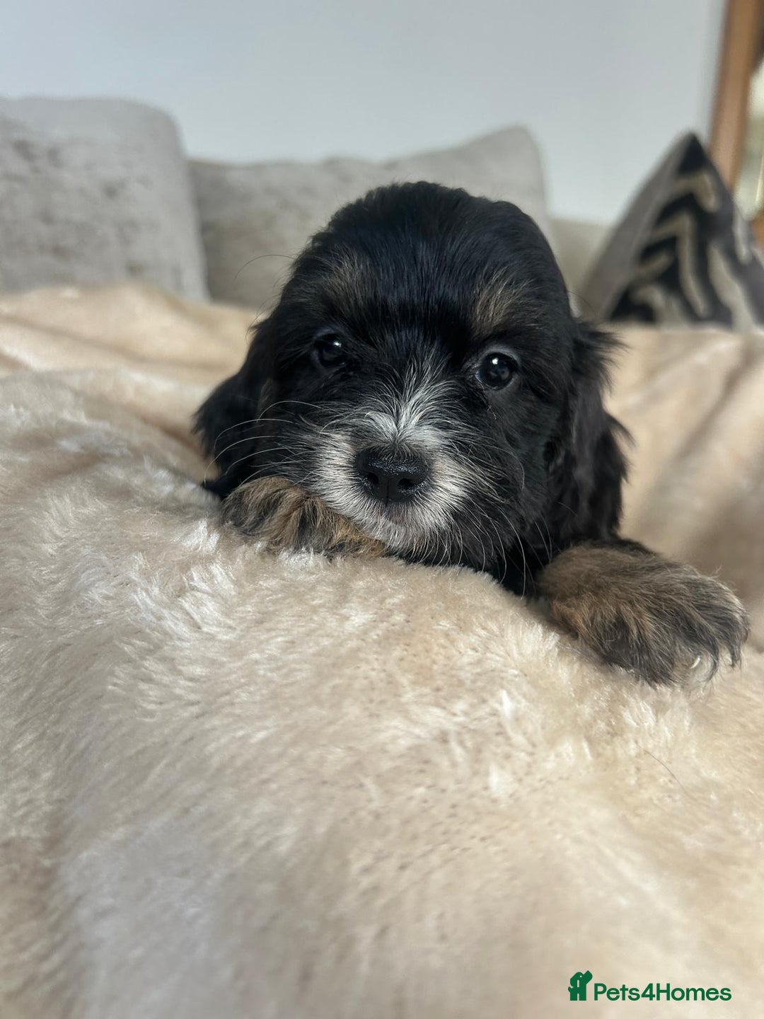 Cockapoo dogs for sale: Adorable F1 cockapoo puppies  - Image 7