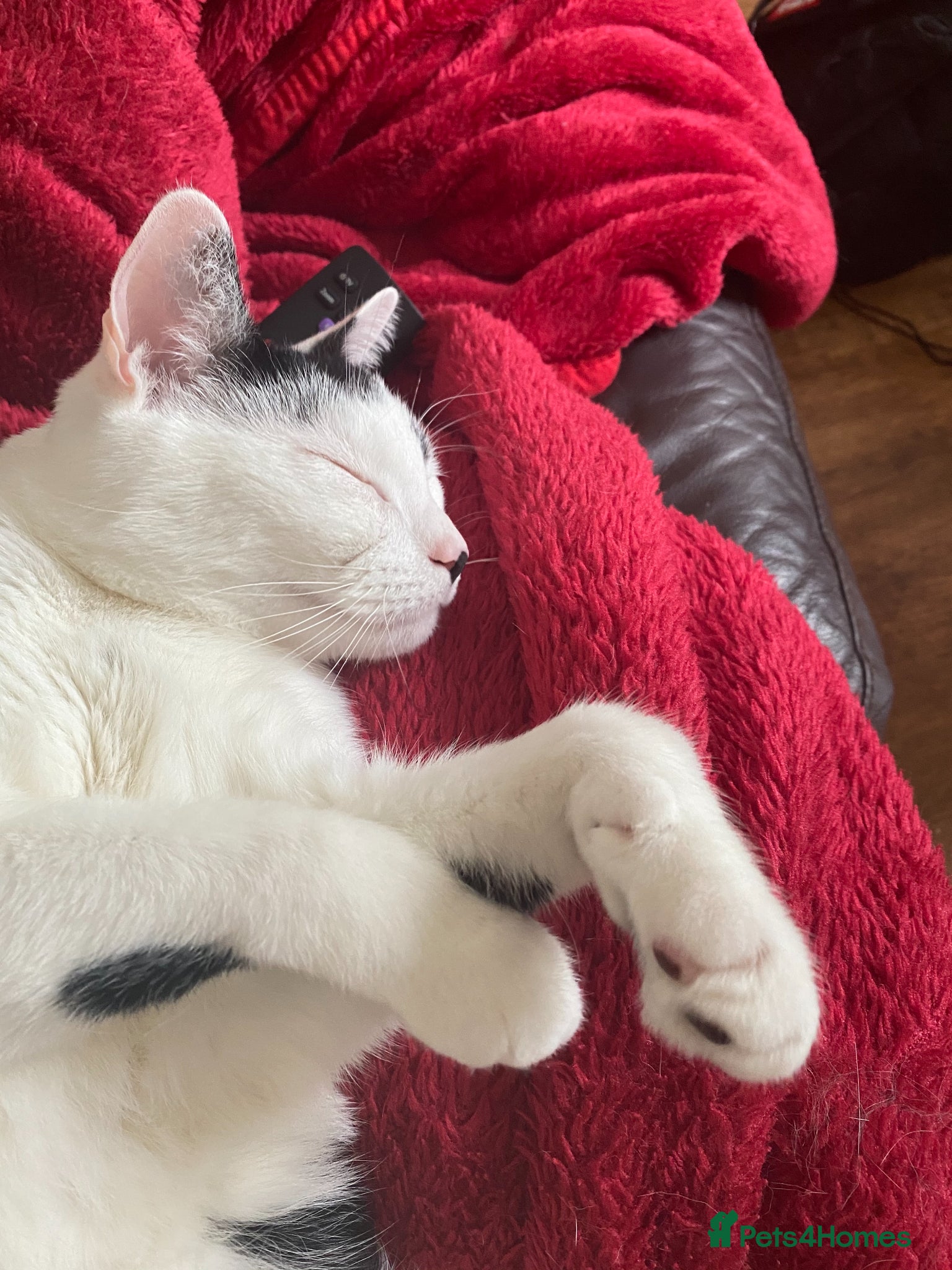 Domestic Shorthair cats Arthur - Advert 10