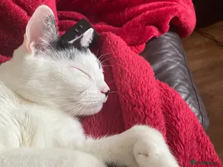 Domestic Shorthair cats Arthur - Advert 10