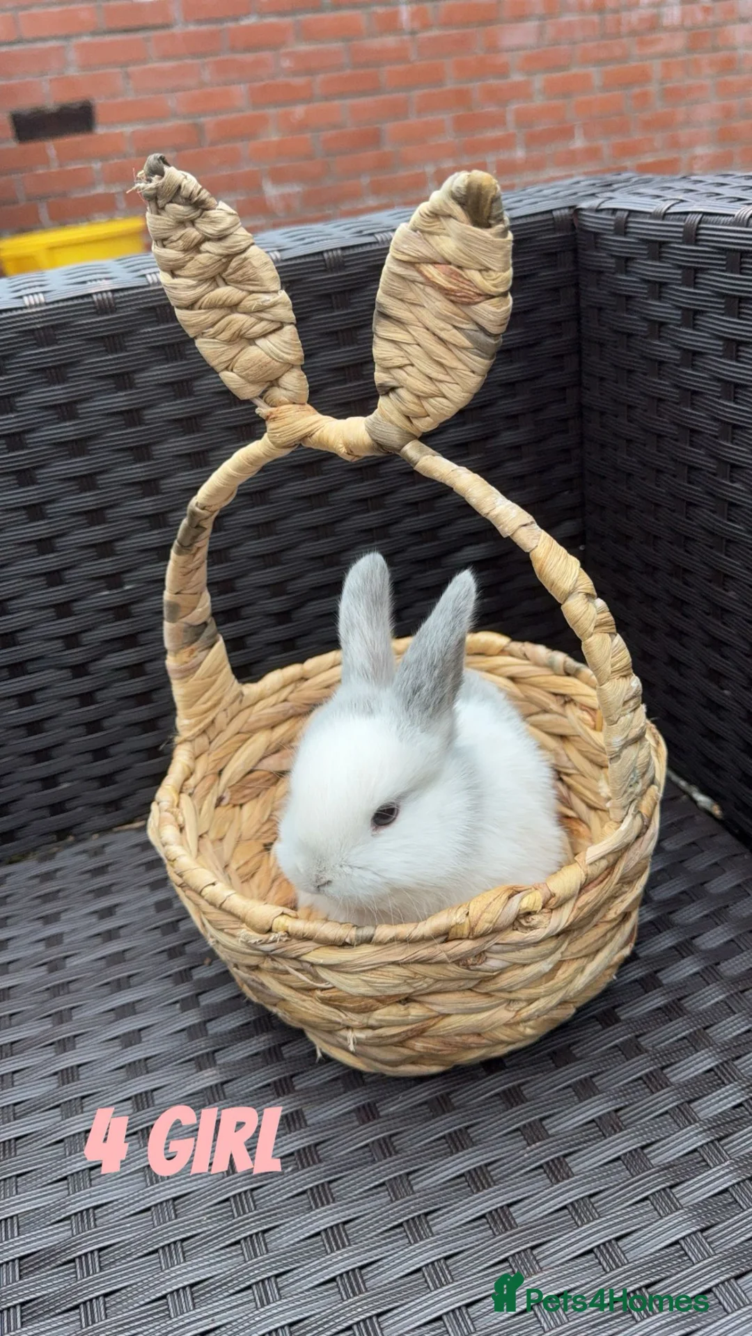 Mixed Breed rabbits for sale: 4 baby rabbits looking for their forever homes - Advert 8