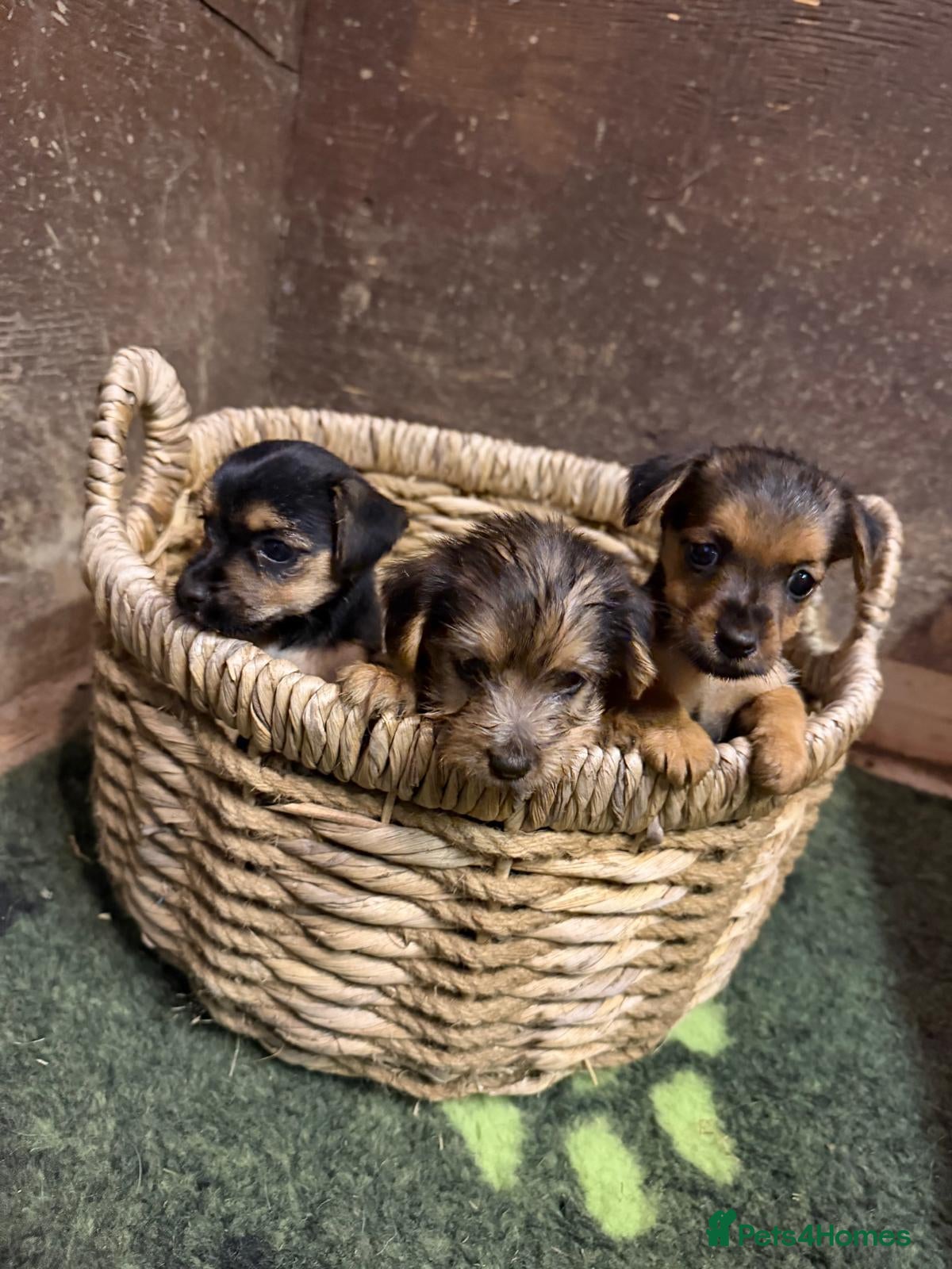 Mixed Breed dogs Norjaks - Advert 1