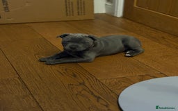Staffordshire Bull Terrier dogs for sale: REDUCED * Kc registered Staffordshire blue terrier - Image 32