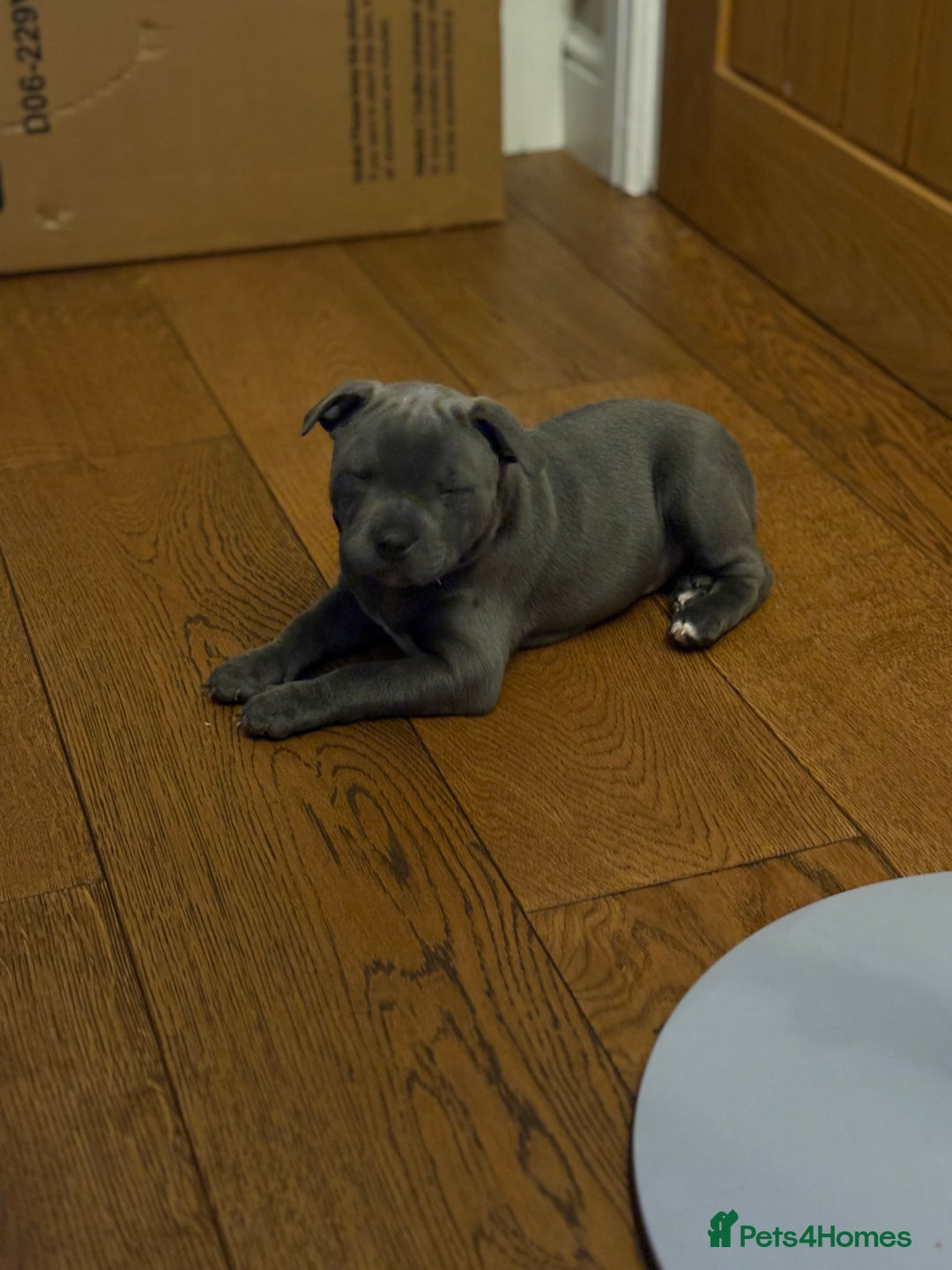 Staffordshire Bull Terrier dogs for sale: REDUCED * Kc registered Staffordshire blue terrier - Image 32