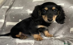 Miniature Dachshund dogs for sale: Miniature Longhaired Dachshunds - Image 4