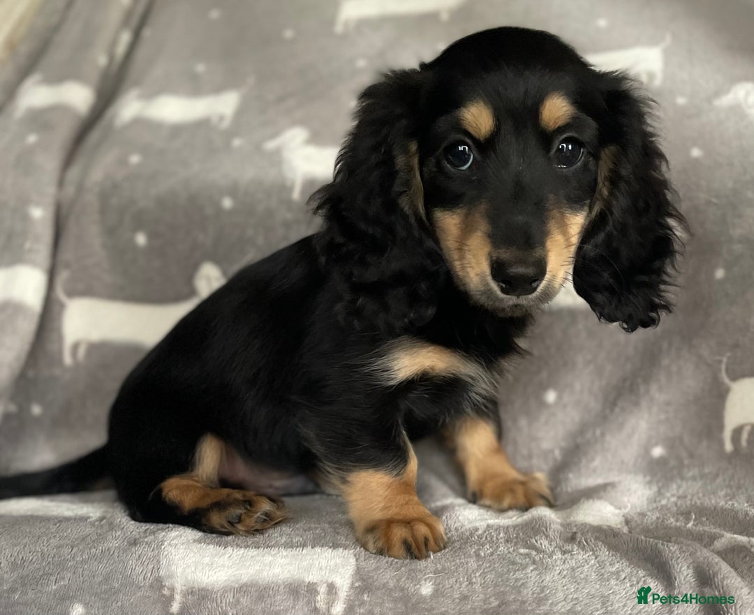 Miniature Dachshund dogs for sale: Miniature Longhaired Dachshunds - Image 4