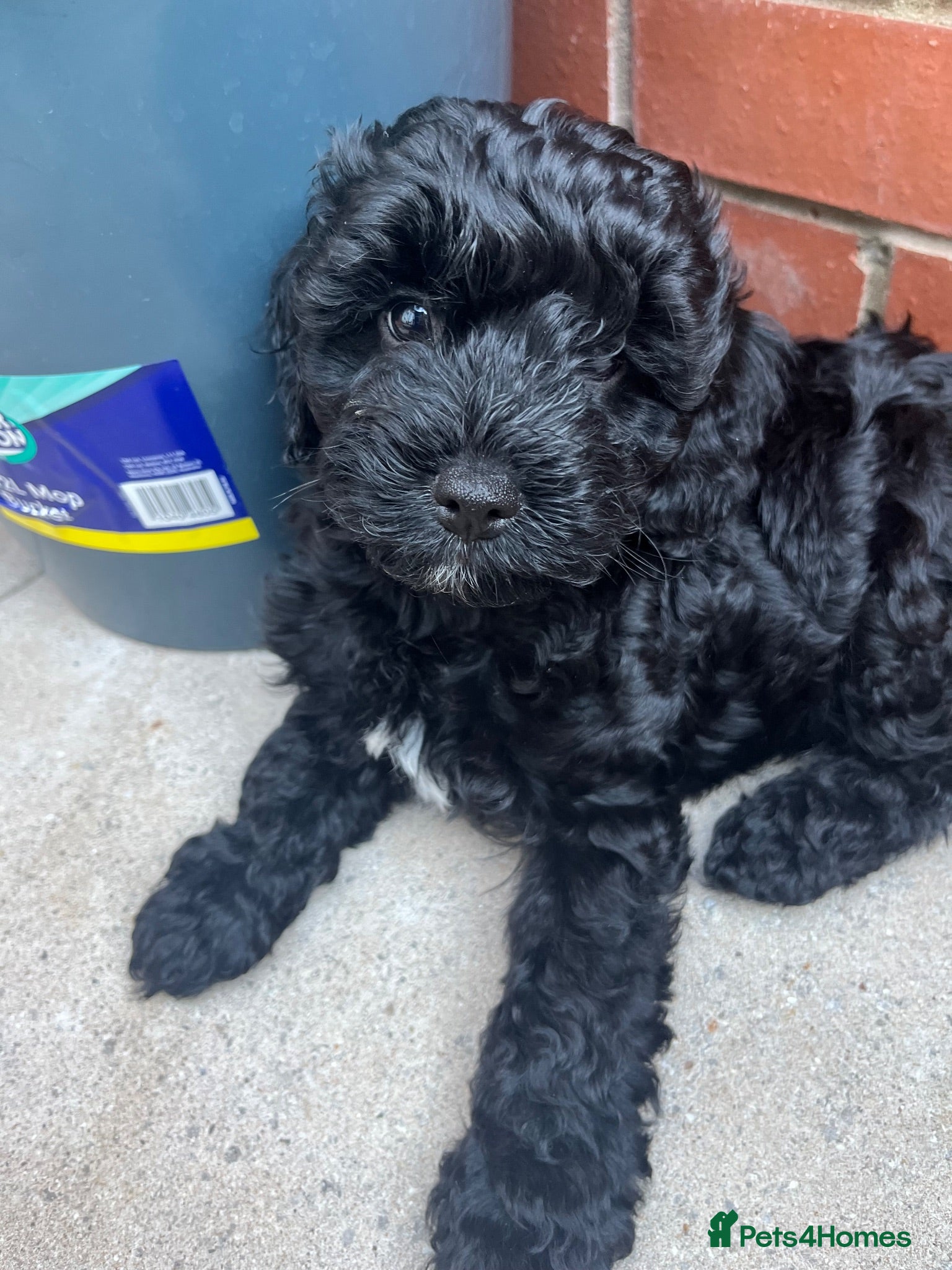 Cavapoo dogs READY NOW Beautiful f1b black Cavapoos DNA Clear  - Advert 2