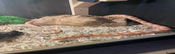 Corn Snake reptiles for sale: Cornsnake  - Advert 2