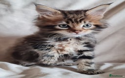 Maine Coon cats for sale: 100% Maine Coon Kittens DNA HEALTH TESTED PARENTS  - Image 11