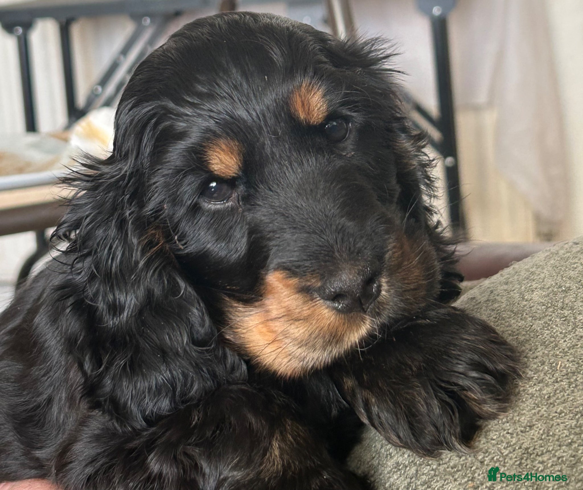 Cocker Spaniel dogs Lovely female black & Tan Show Type puppy - Advert 12