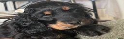Cocker Spaniel dogs for sale: Lovely female black & Tan Show Type puppy - Advert 5