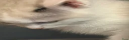 Ragdoll cats for sale: RAGDOLL X SNOWSHOE KITTENS - Advert 8