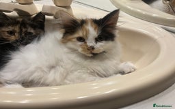 British Shorthair cats for sale: KITTENS FOR REHOMING - Image 3