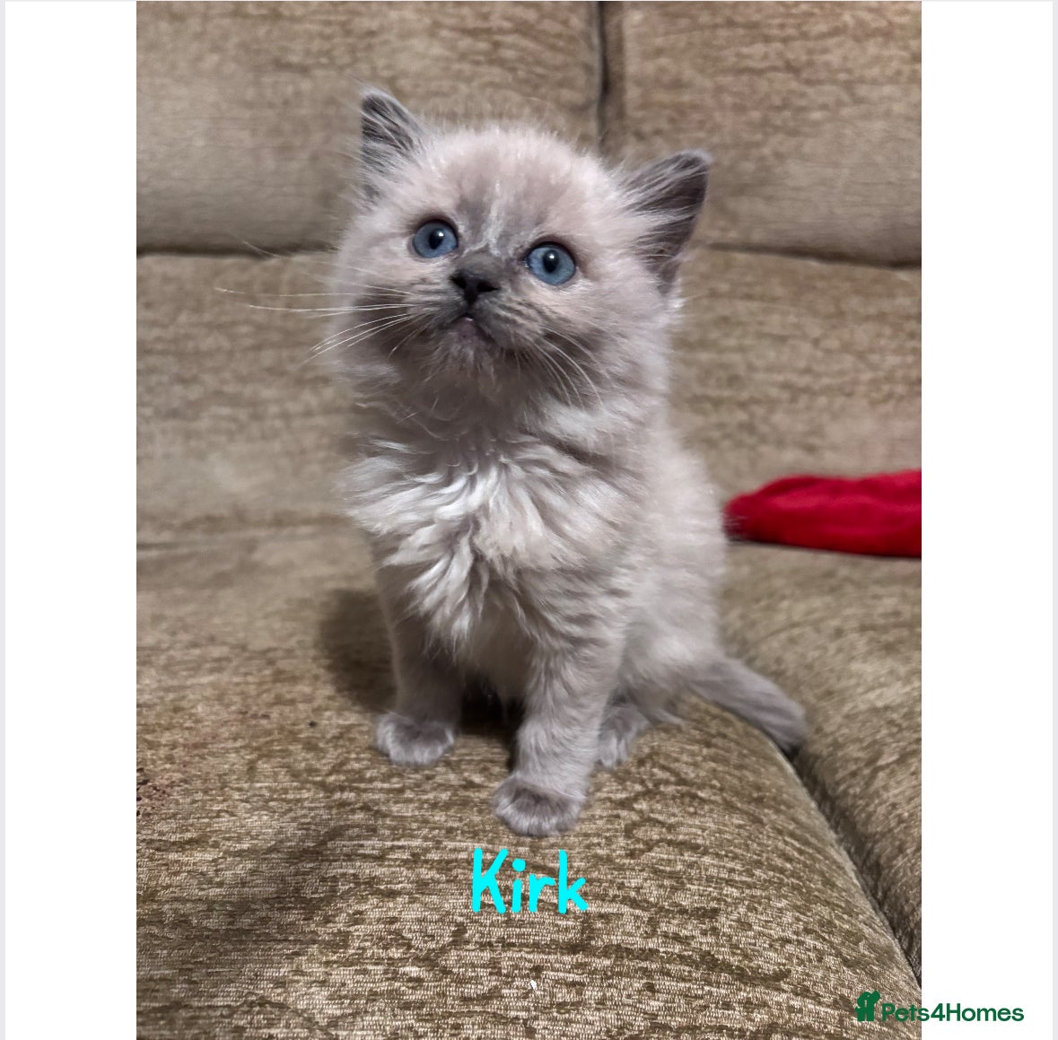 Ragdoll cats TICA ragdoll and cherubim kittens - Advert 1