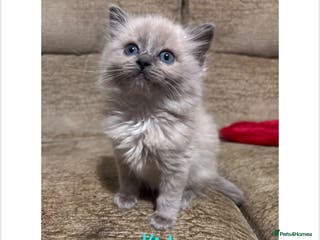 Ragdoll cats TICA ragdoll and cherubim kittens - Advert 5