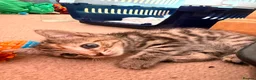 Mixed Breed cats for adoption: Tibby and Libby - Taverham Norfolk  - Advert 13