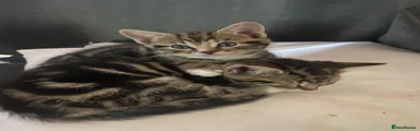 Bengal Kitten 1