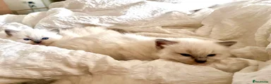 Ragdoll 3