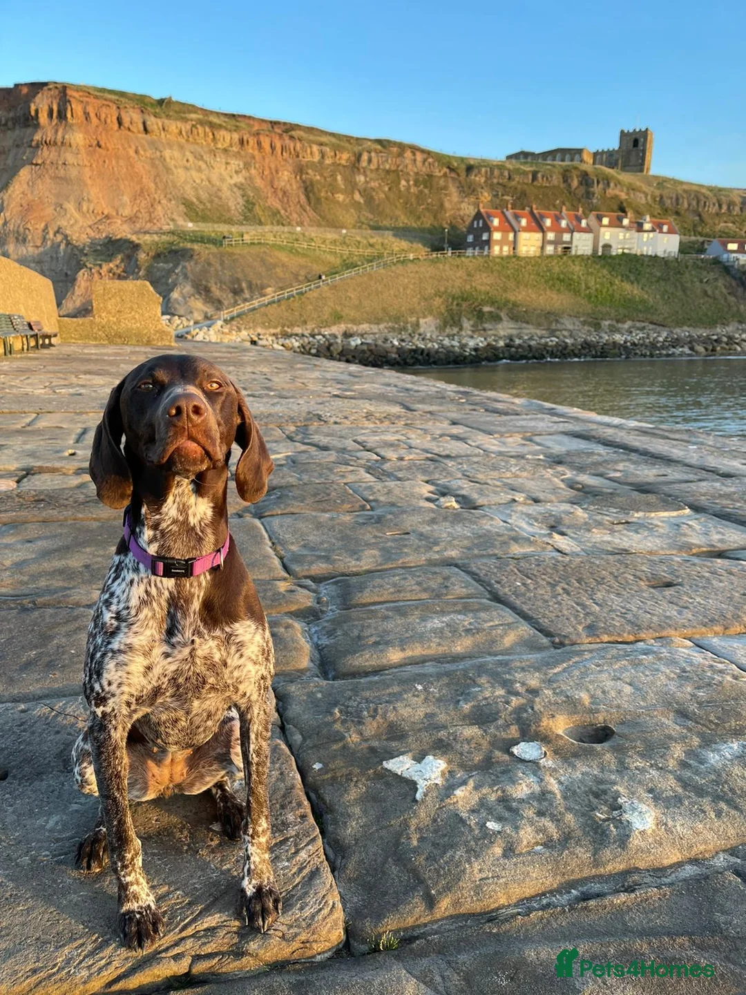 German Shorthaired Pointer dogs for sale:  Loving Home Needed for Our Beautiful GSP - Advert 8