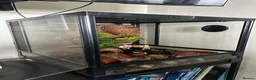 Snails invertebrates for sale: Giant African land snails in Swindon - Advert 2