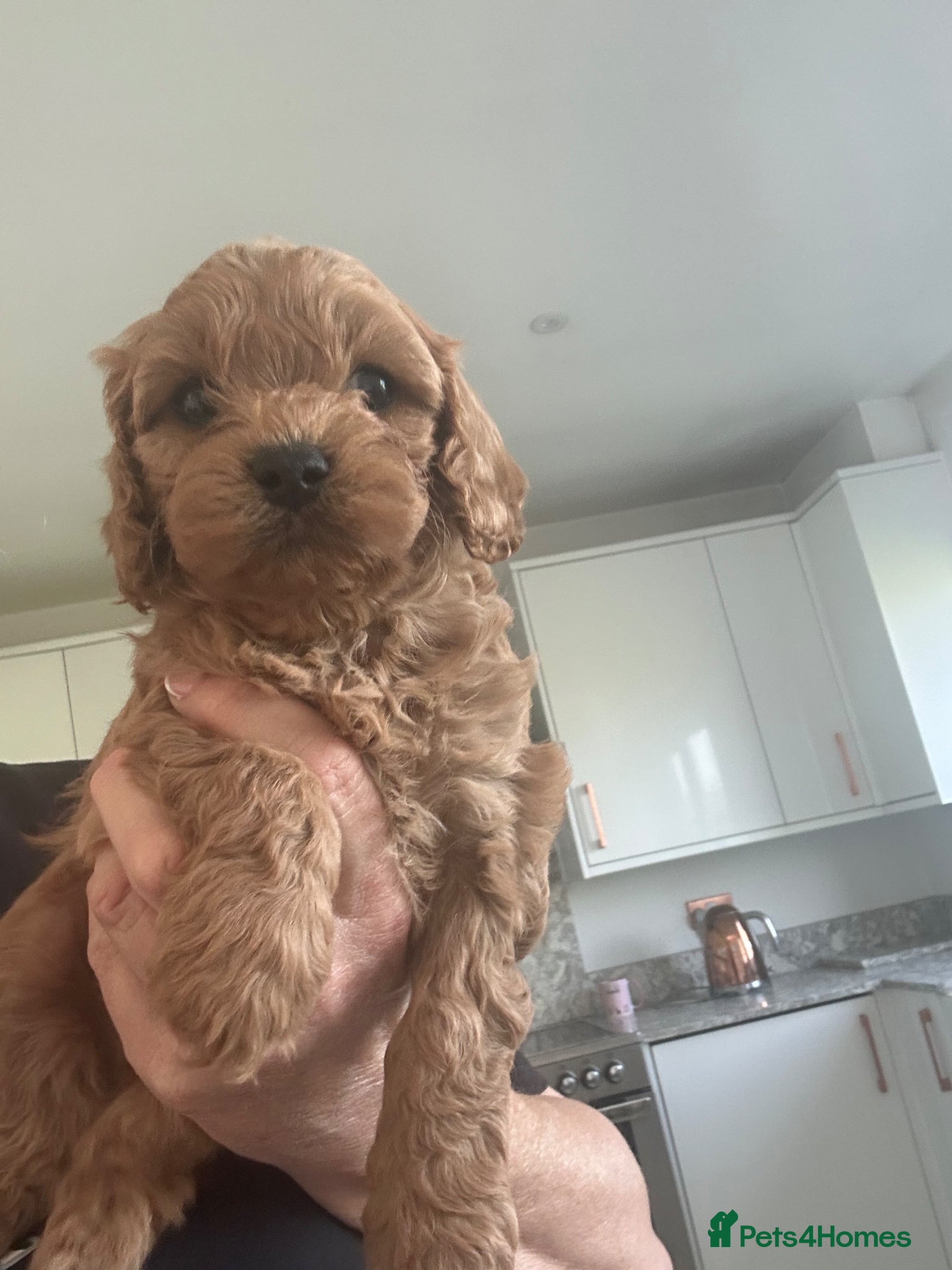 Cavapoo dogs Specialist heart + eye tested parents  - Advert 15