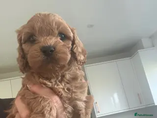 Cavapoo dogs Specialist heart + eye tested parents - Advert 15