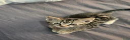 Domestic Shorthair cats for sale: Domestic Shorthair cats in London - Advert 14