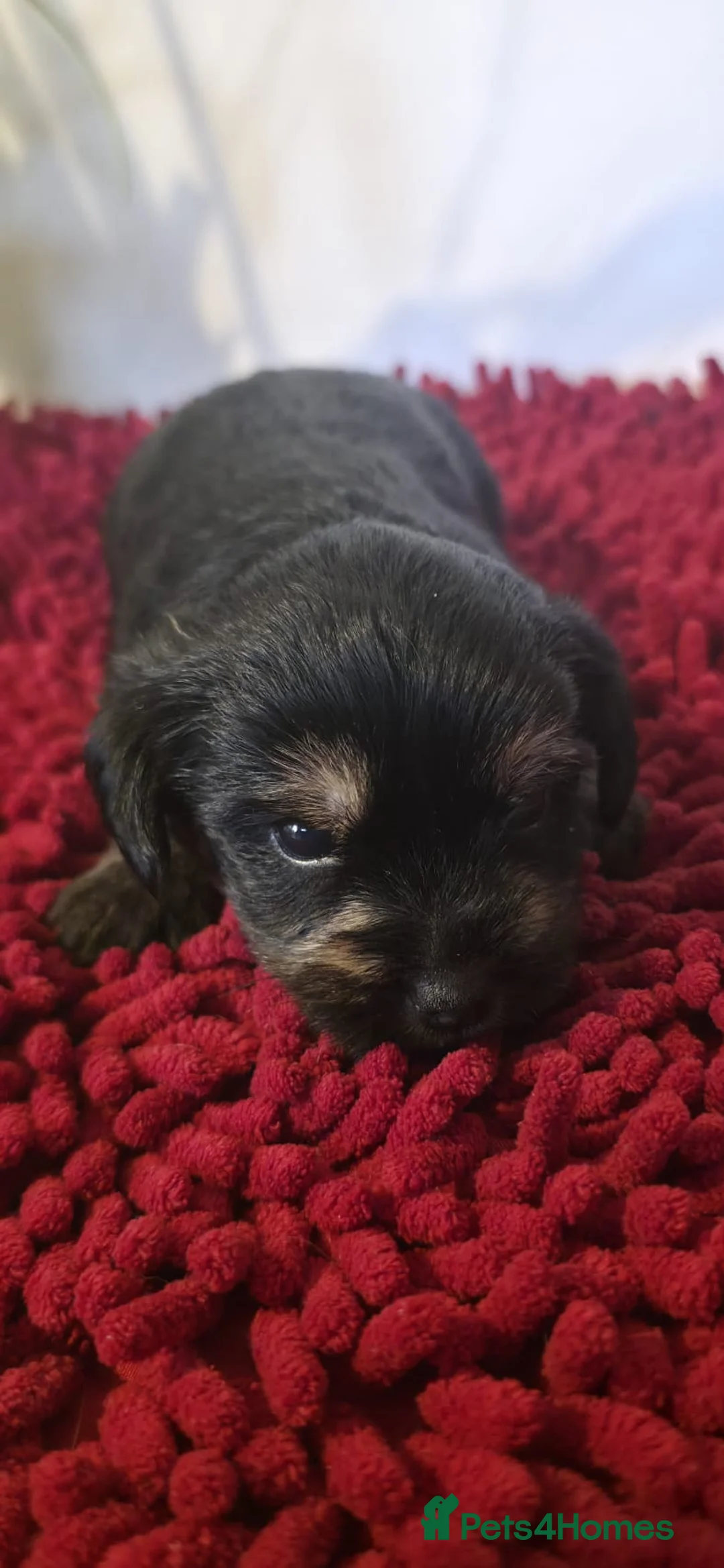 Yorkshire Terrier dogs for sale: Yorkshire Terrier Puppies 3 Girls & 1 Boy in Bolton - Advert 2