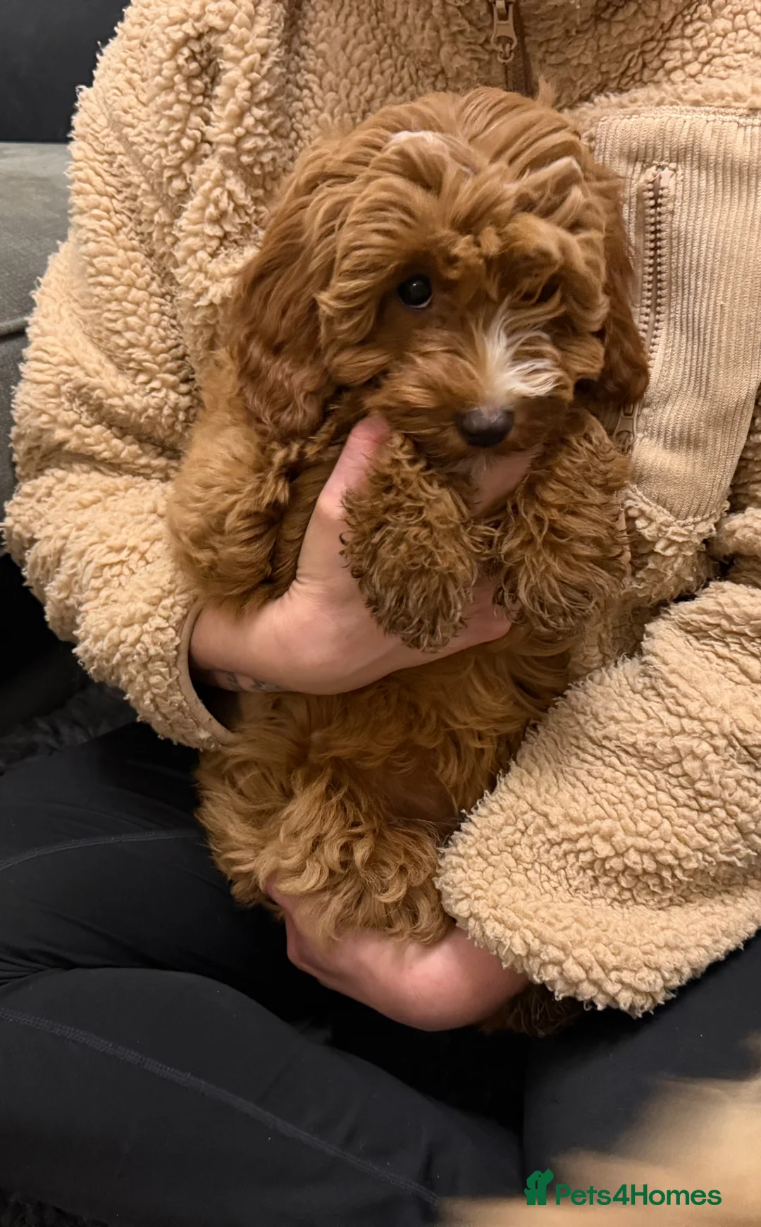 Cockapoo dogs for sale: Absolutely Gorgeous Cockapoo F1B Puppy - Advert 1