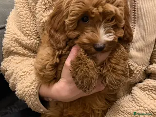 Cockapoo dogs Absolutely Gorgeous Cockapoo F1B Puppy - Advert 2