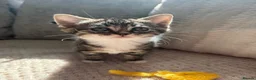 Domestic Shorthair cats for sale: Gorgeous little kittens looking for a forever home - Advert 19
