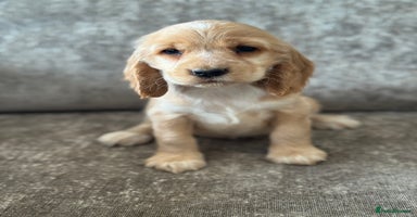 Cocker Spaniel dogs - Advert 6