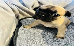 French Bulldog dogs for sale: French bulldog pups! - Image 4