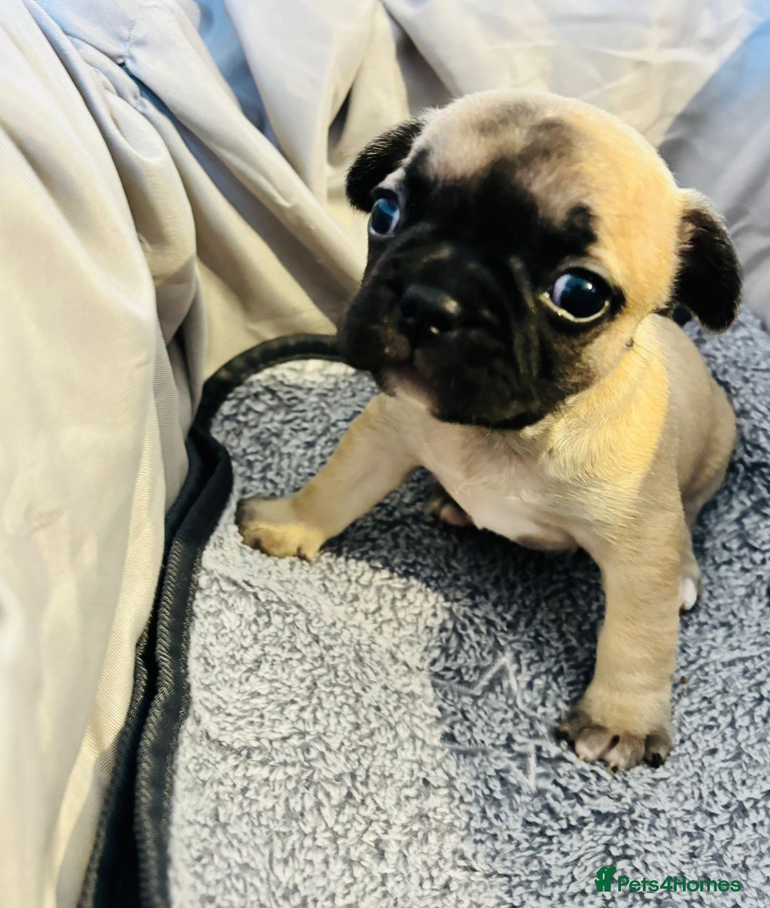 French Bulldog dogs for sale: French bulldog pups! - Image 4