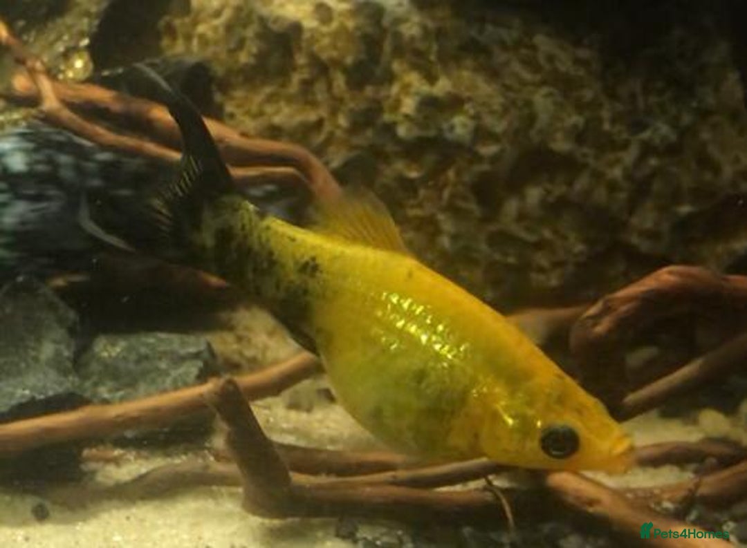 Other/Mixed Breed fish for sale: All fish sold individually for 10£ (info below) - Image 17