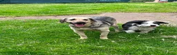 Mixed Breed dogs for adoption: SWEET OSCAR READY FOR HIS FOREVER FAMILY - Advert 10