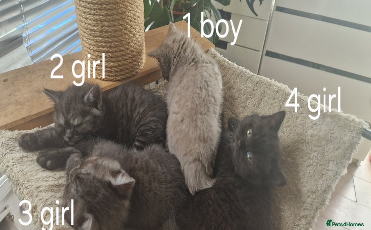 British Shorthair cats - Advert 1