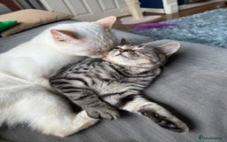 British Shorthair cats for sale: 2 Male British shorthairs. - Image 13