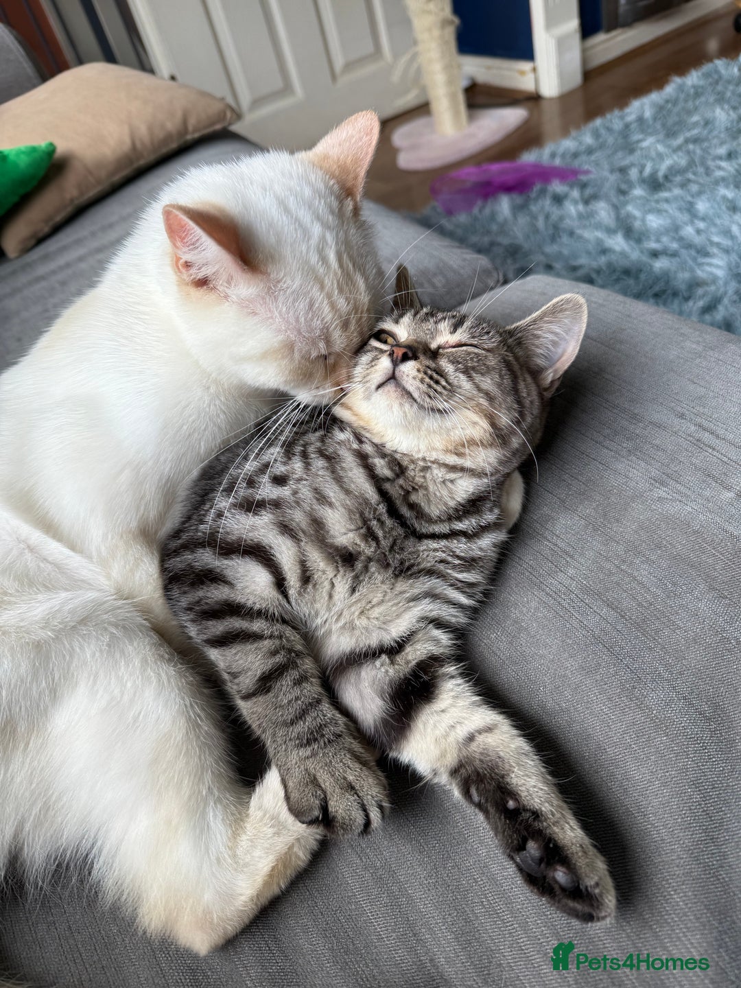 British Shorthair cats for sale: 2 Male British shorthairs. - Image 13