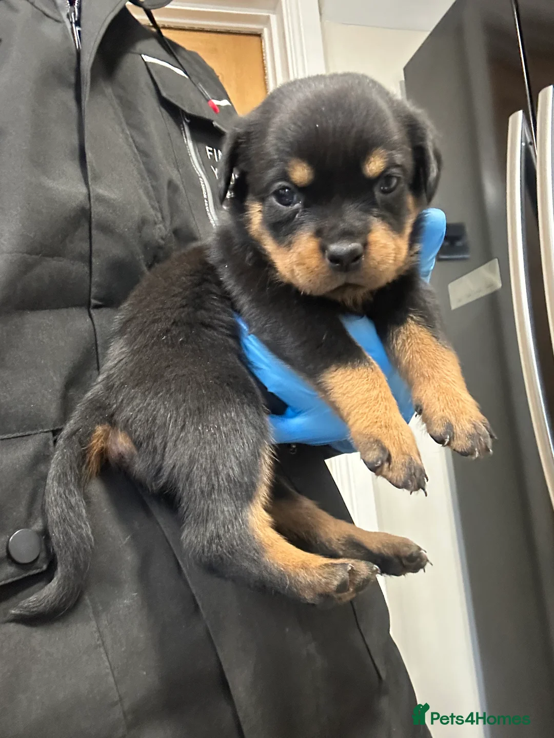 Rottweiler dogs for sale: Champion  bloodline Rottwiler Puppies  - Advert 11