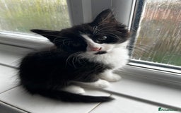 Mixed Breed cats for sale: Adorable 8-Week-Old Fluffy Kittens Ready - Image 3