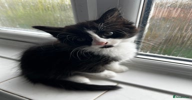 Mixed Breed cats - Advert 7