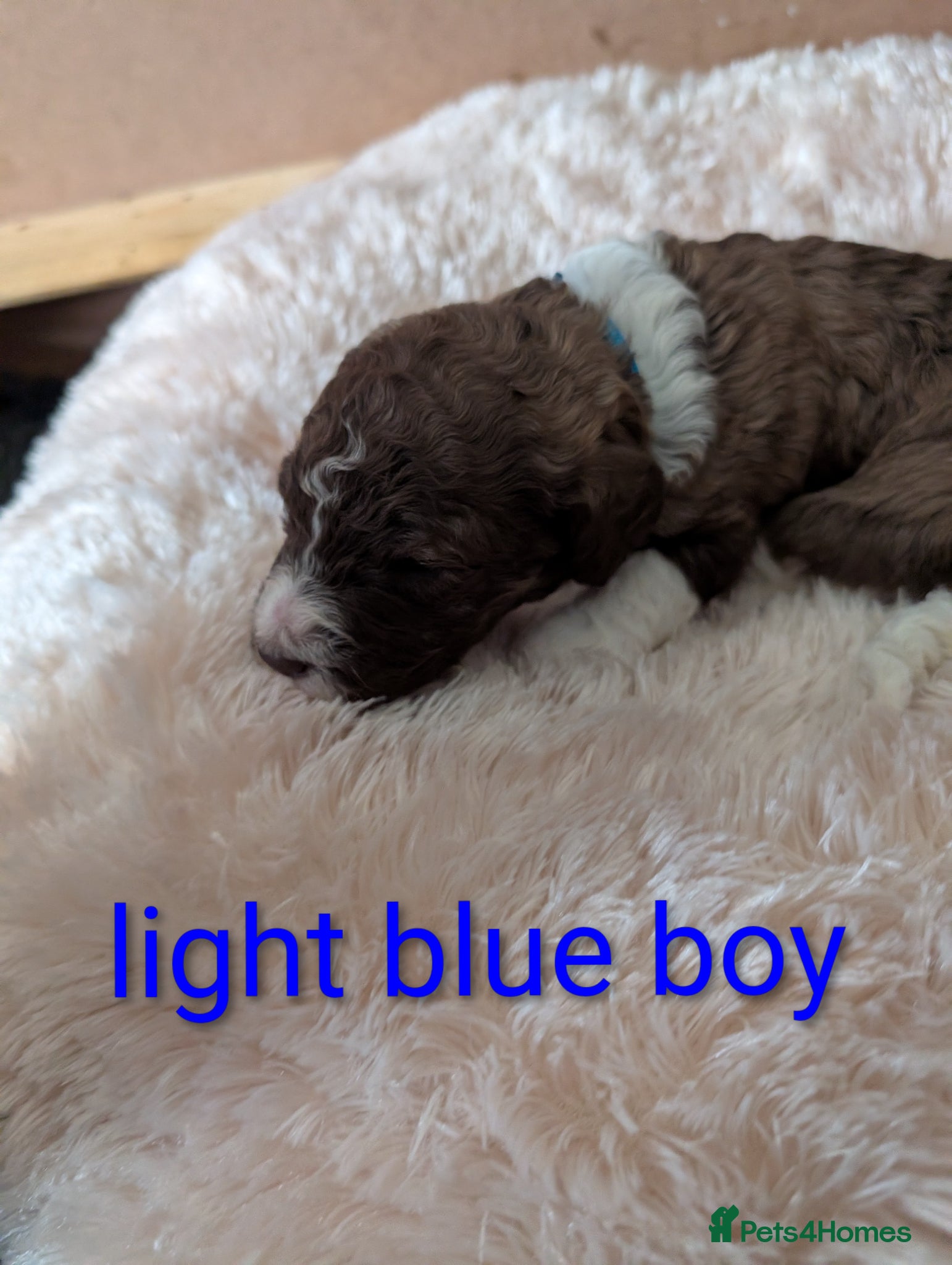 Standard Poodle dogs Viewing now, don't miss out.  - Advert 13