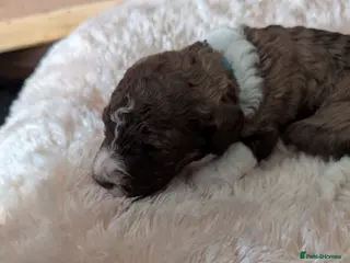 Standard Poodle dogs Viewing now, don't miss out. - Advert 13