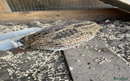 Quail poultry for sale: Male and female Coturnix quails  - Image 2