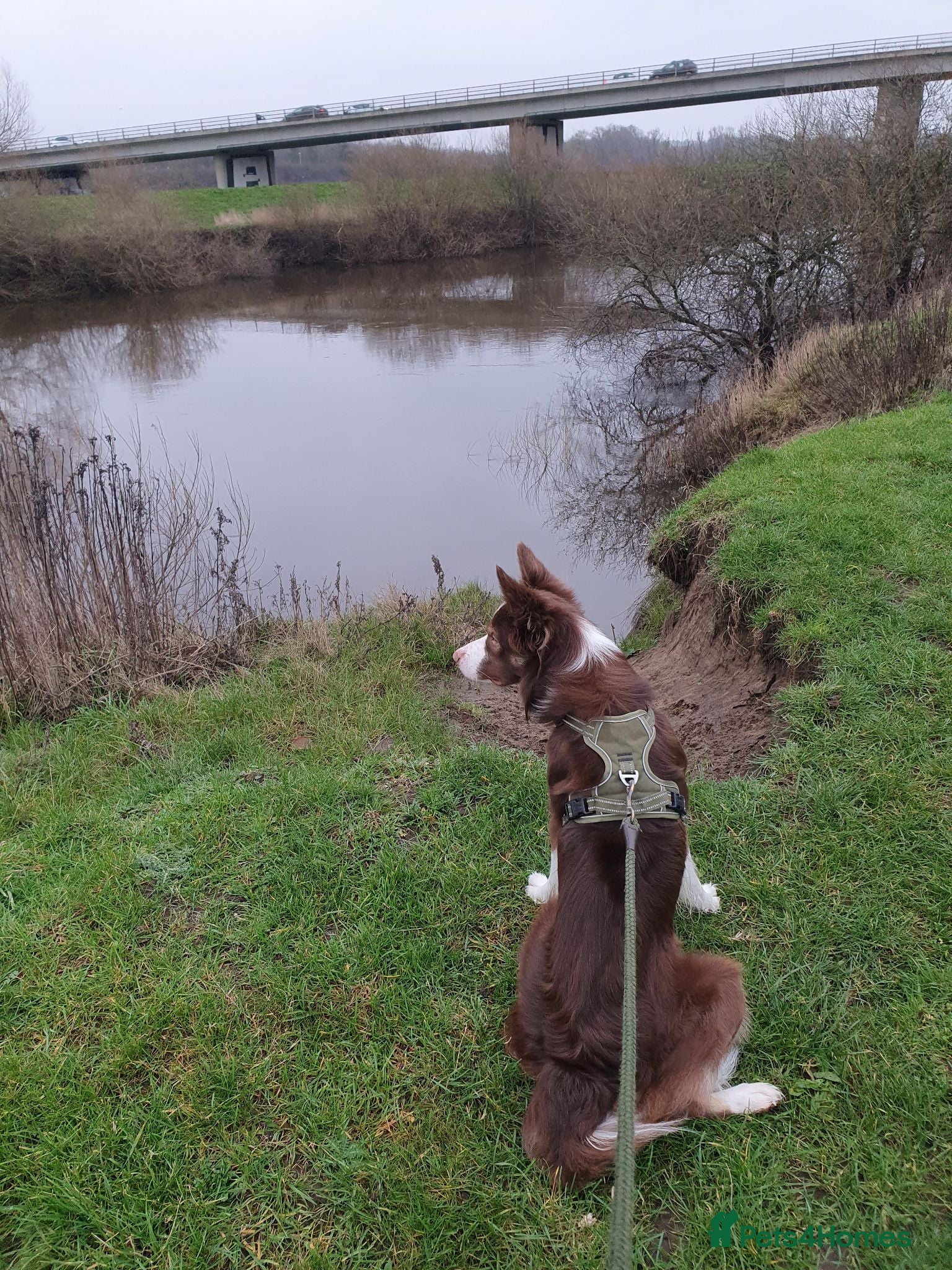 Border Collie dogs Red and white border collie 2 years old - Advert 4