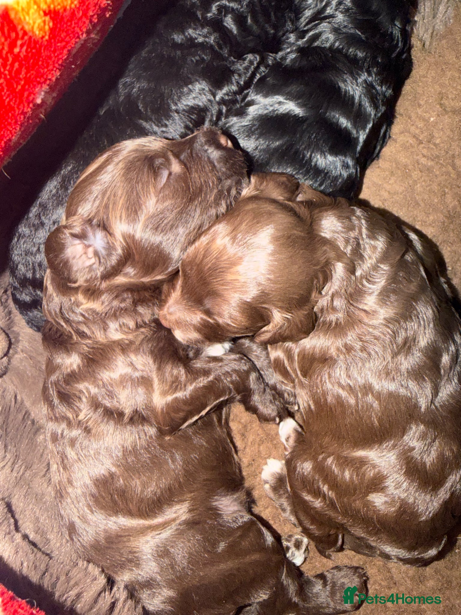 Cockapoo dogs F2B Cockapoo puppies Health-tested Pedigree lines  - Advert 13