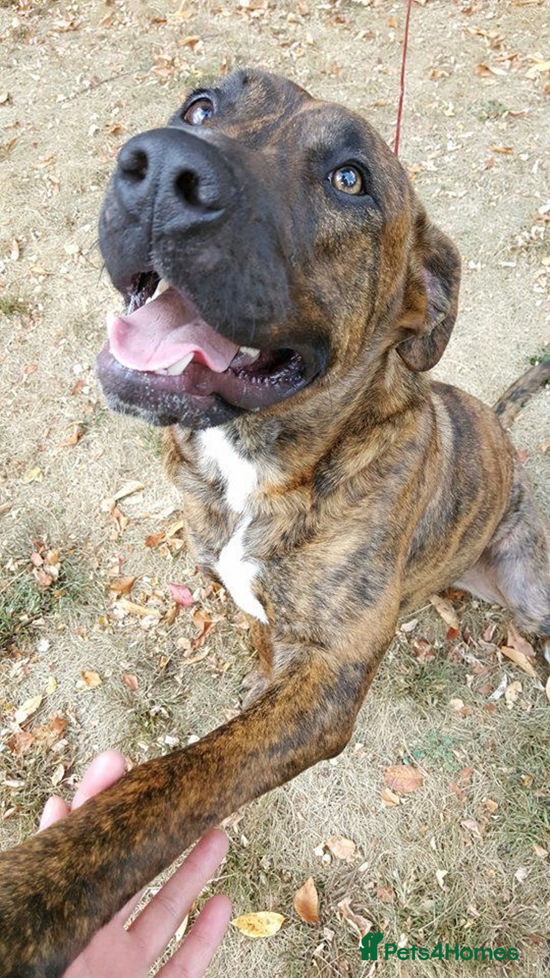 Mixed Breed dogs for sale: Male puppy for sale  - Advert 8